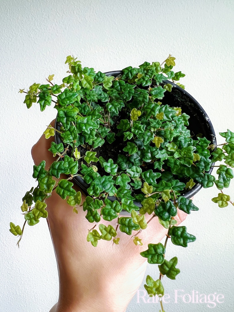 RareFoliagePlantCo String of Frogs - Thumbnail 3