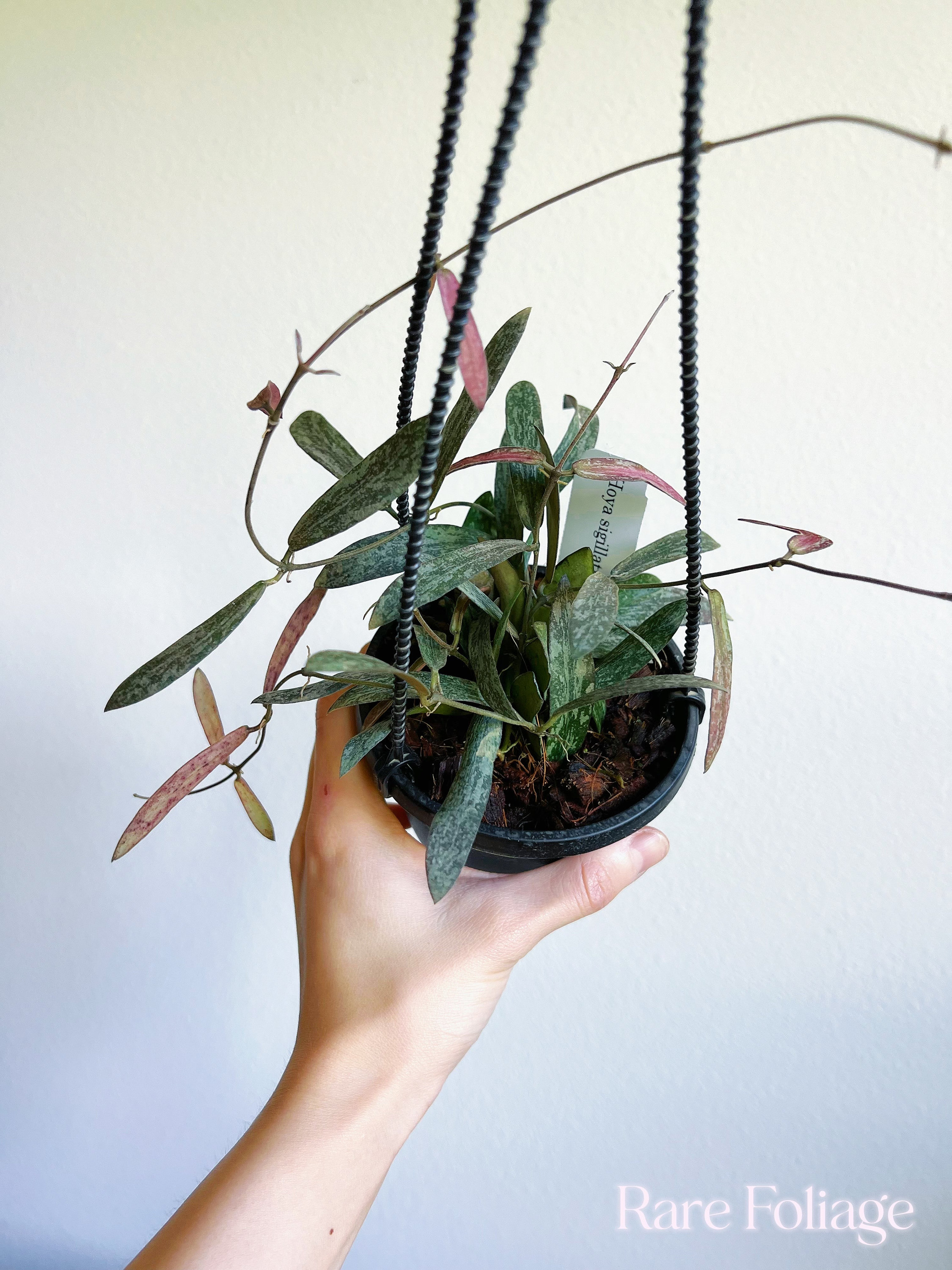Mini Pixie Hoya - Etsy