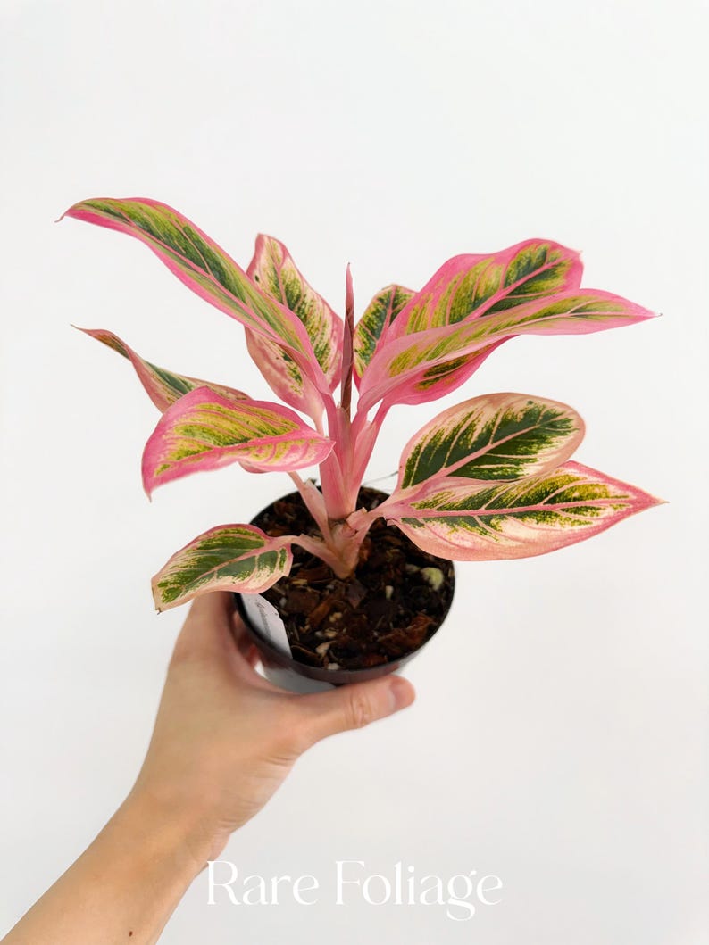 RareFoliagePlantCo Aglaonema Lotus Delight - Thumbnail 3