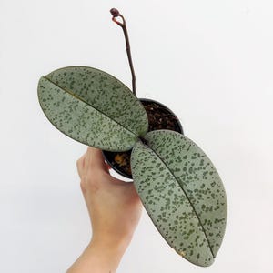 Phalaenopsis Schilleriana Silver 3” - US SELLER