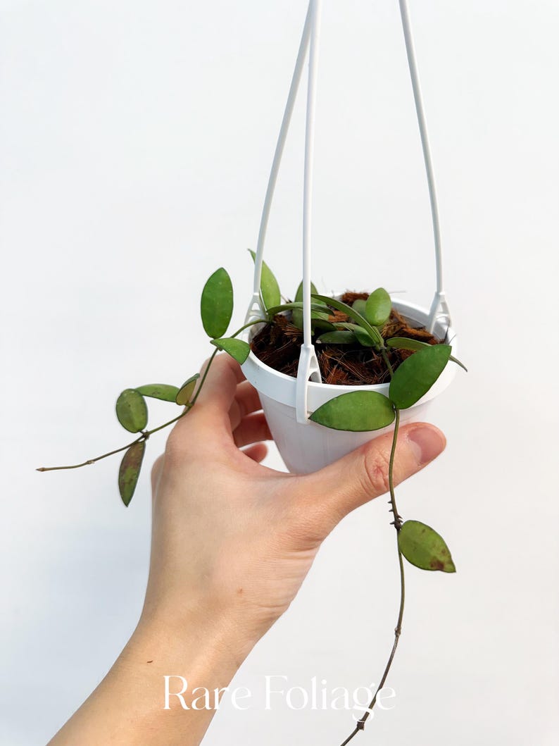 RareFoliagePlantCo Hoya Sigillatis Alas River - Thumbnail 3