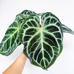 Anthurium Zara X Anthurium Michelle - Etsy