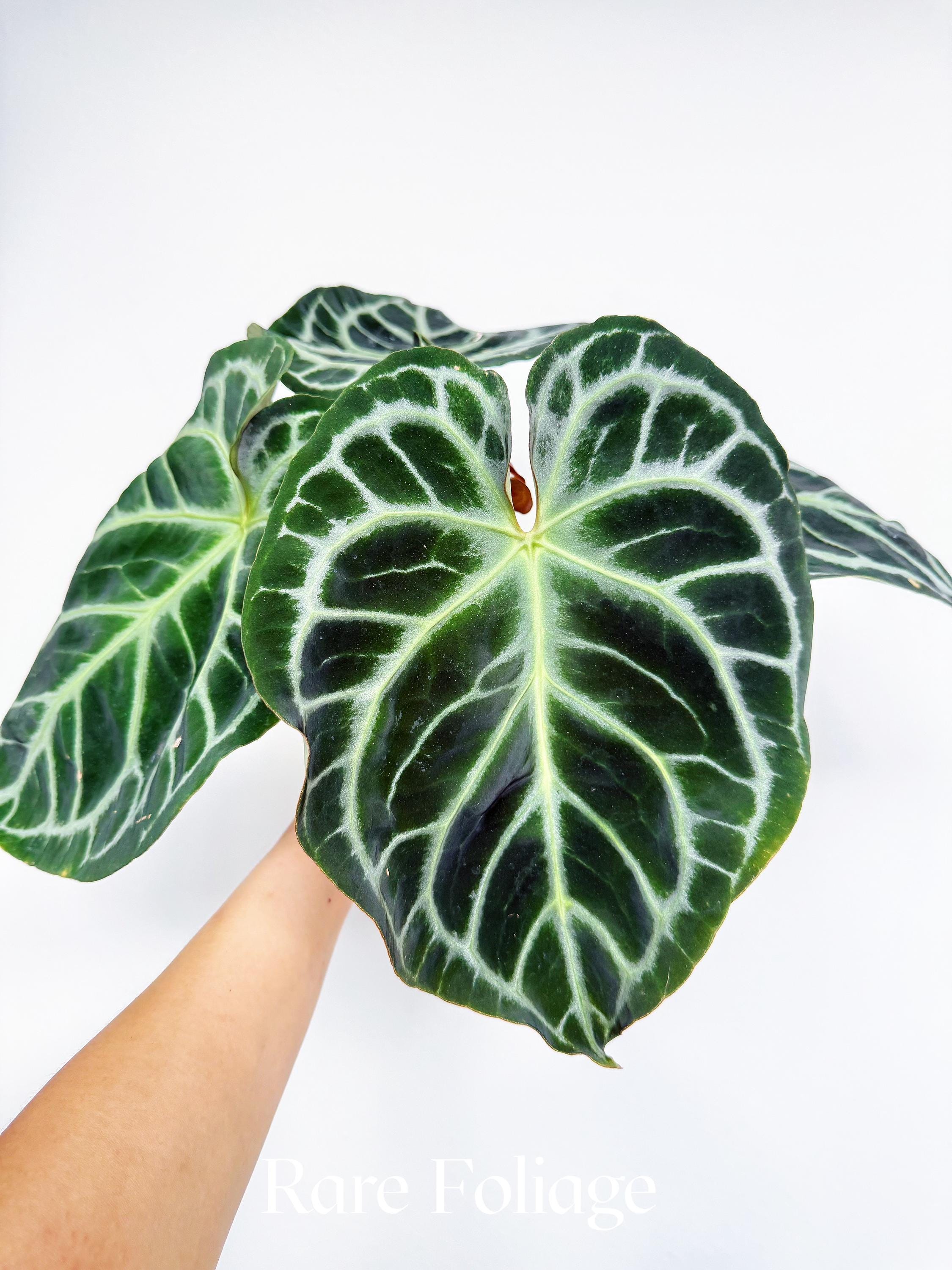 Anthurium Zara X - Etsy