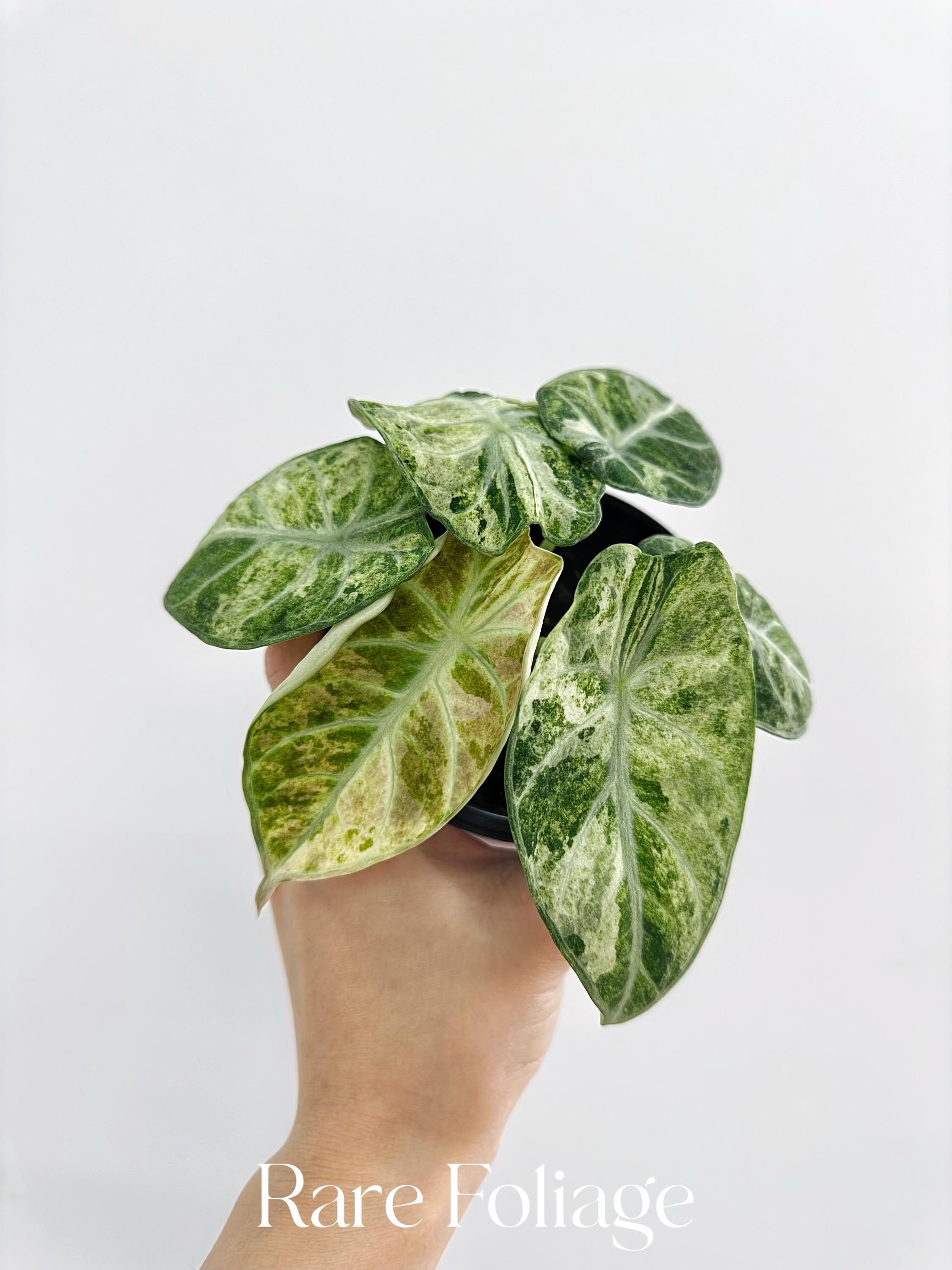 Alocasia Ninja Tricolor Variegated 4”- US SELLER - Etsy