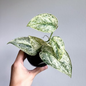 May include: A small potted plant with variegated leaves. The leaves are a mix of white and green, with a marbled pattern. The plant is in a black pot.