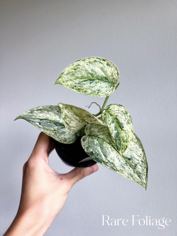 Scindapsus Peasun 3” - US SELLER