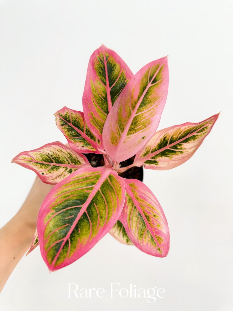 RareFoliagePlantCo Aglaonema Lotus Delight - Thumbnail 2