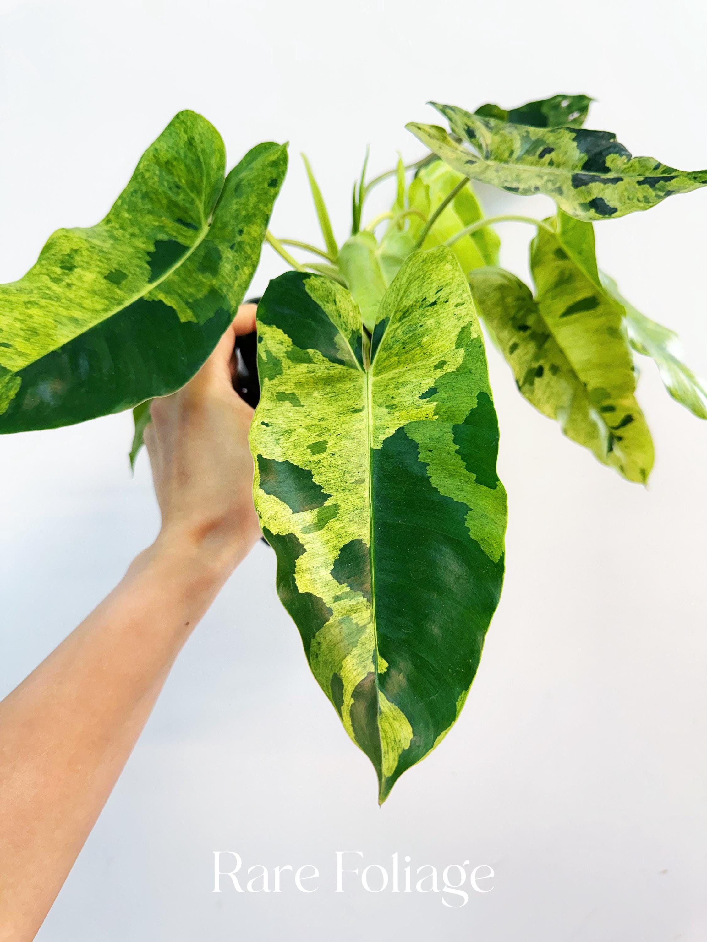 Philodendron Burle Marx Mint Variegated - Etsy