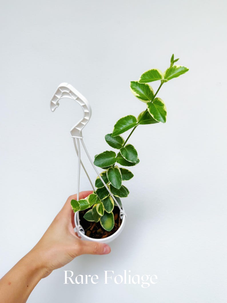 RareFoliagePlantCo Hoya Cumingiana