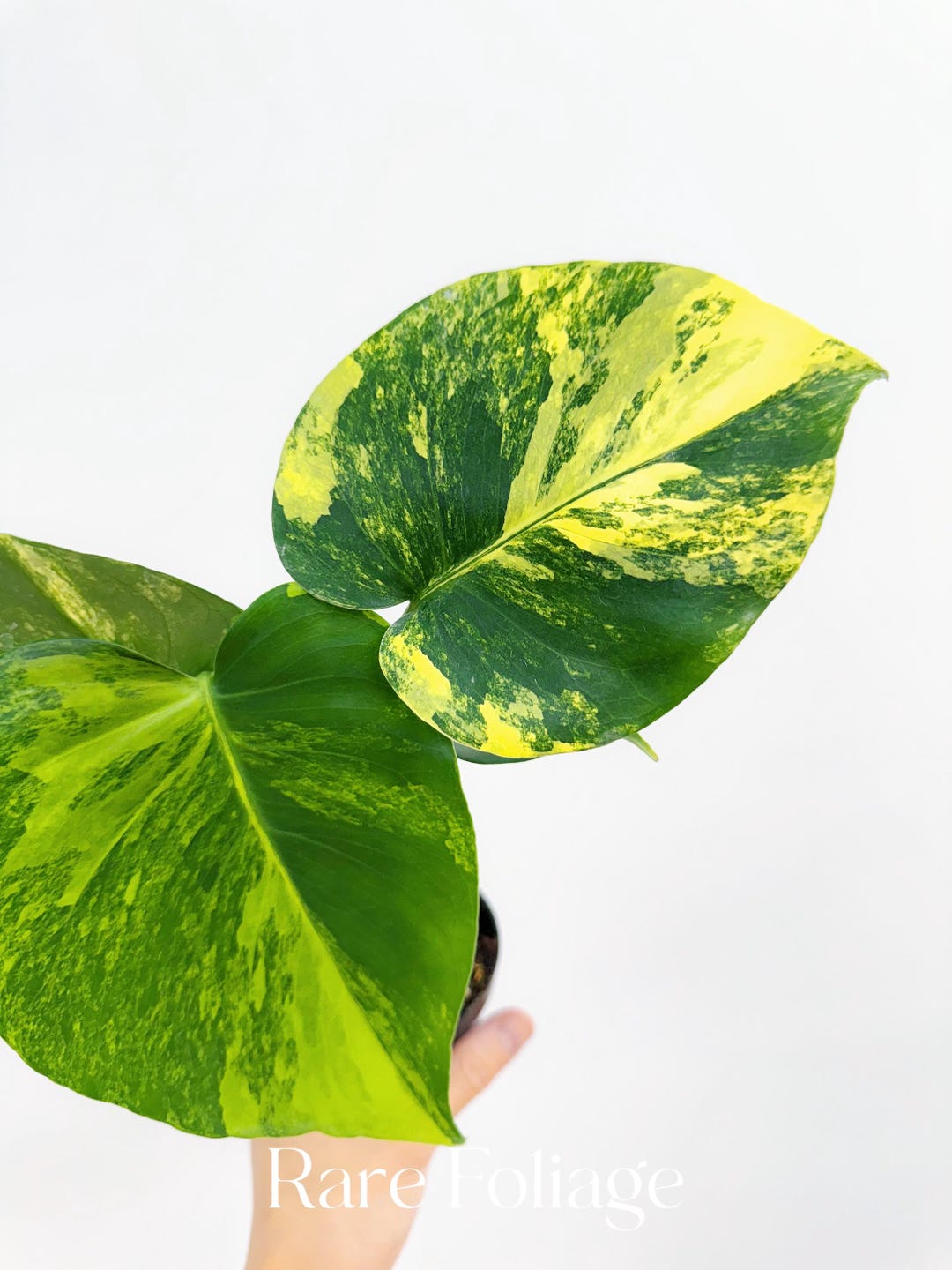 『SALE』Monstera Yellow Marilyn(TC) 【4-4】 Monstera Yellow Marilyn 4” - US SELLER - Etsy