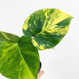 Monstera Yellow Marilyn 4” - US SELLER