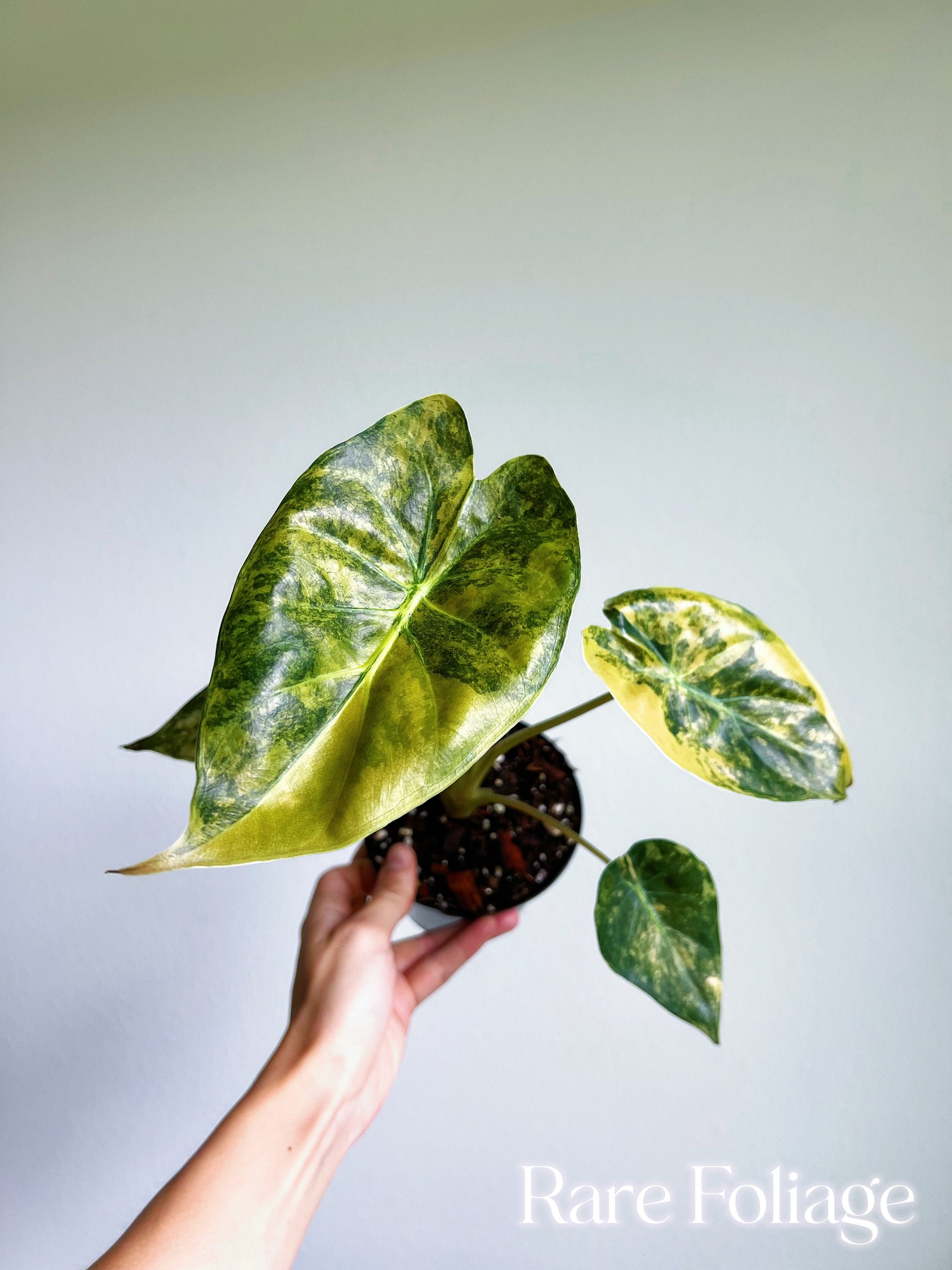 Alocasia Wentii Aurea Variegated 4” Large Size - US SELLER - Etsy 日本