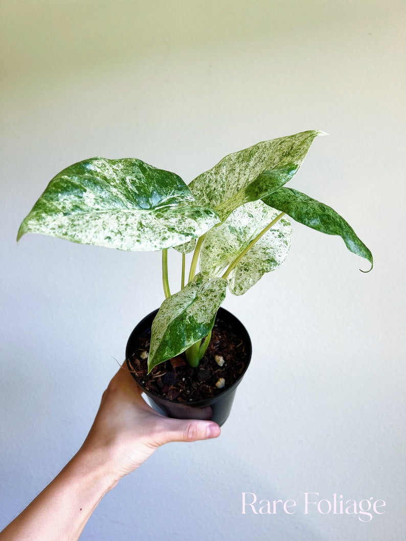 RareFoliagePlantCo Alocasia Odora Batik - Thumbnail 4