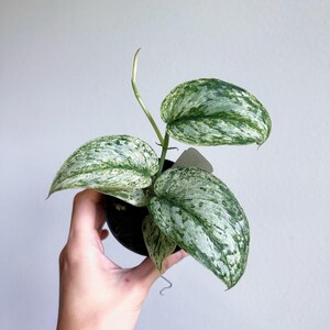 May include: A small potted plant with variegated leaves. The leaves are mostly white with green speckles. The plant is in a black pot.