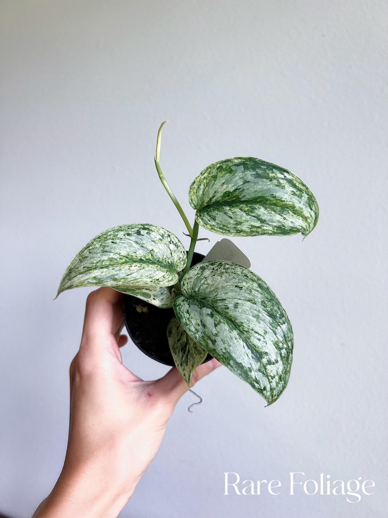 May include: A small potted plant with variegated leaves. The leaves are mostly white with green speckles. The plant is in a black pot.