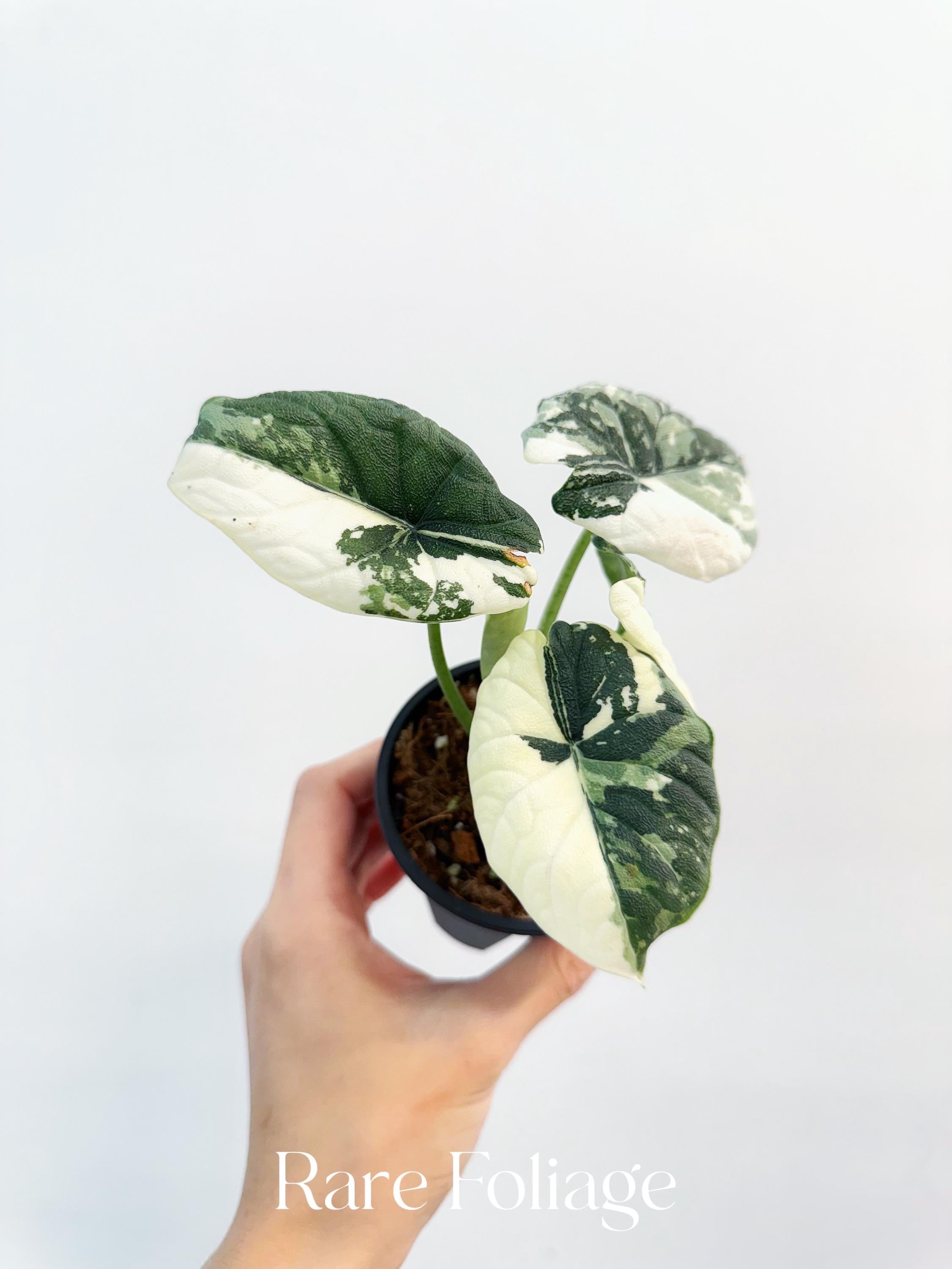 YO611Alocasia Melo Albo Variegated アロカシア メロ アルボ 斑入り
