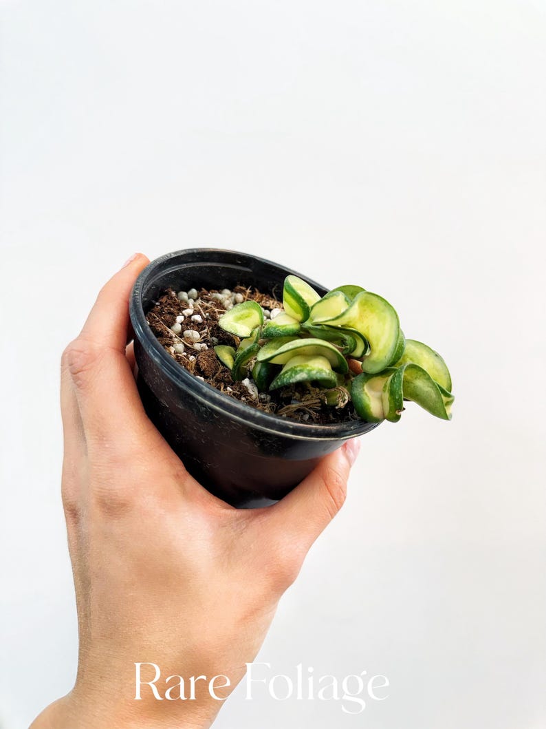 RareFoliagePlantCo Hoya Compacta Mauna Loa - Thumbnail 3