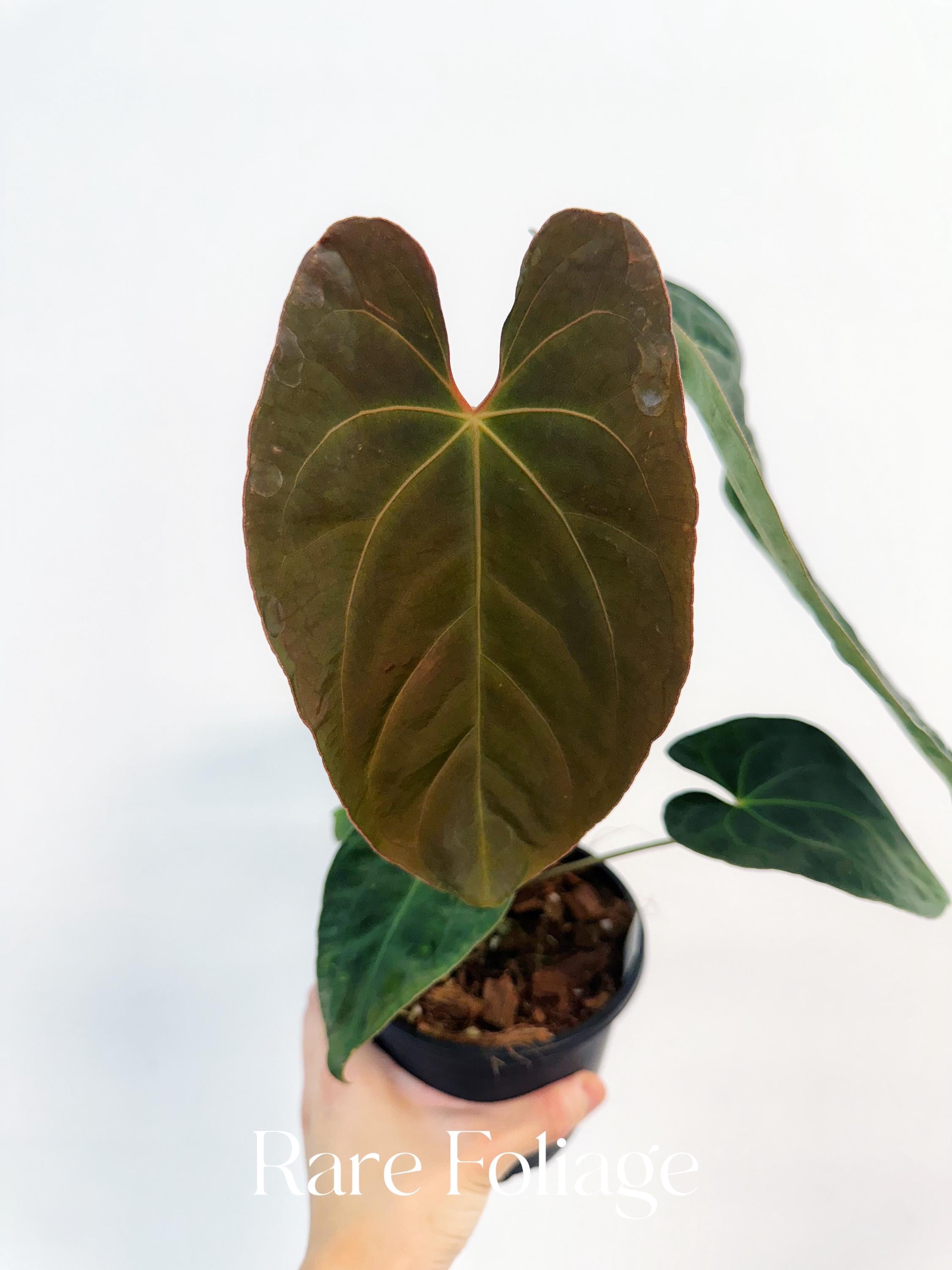 H*S様 Anthurium Portillae XAOSbvep新葉展開中 MonsteraX Marketplace