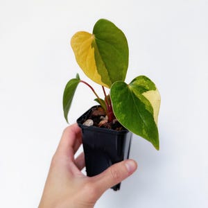 Anthurium Dark Phoenix - Etsy