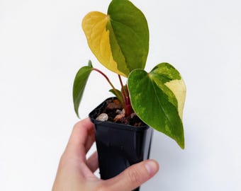 Seed Grown Anthurium Black Sweet X Fort Sherman Starter Plant (ALL