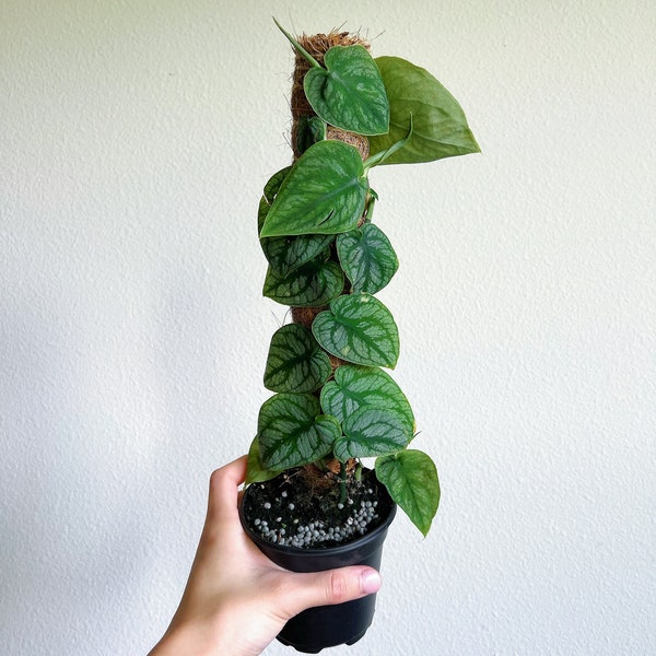 Monstera Dubia 4” - US SELLER