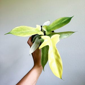 Filodendro Florida Ghost de 4" - VENDEDOR DE EE. UU.