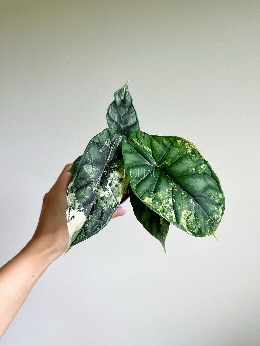 Alocasia Dragon Scale Variegated 3 Exact Plant US Etsy