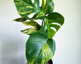 Monstera Aurea 6” - US SELLER