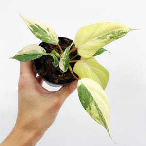 Philodendron Gloriosum Variegated 3" - VENDEDOR DE EE. UU.