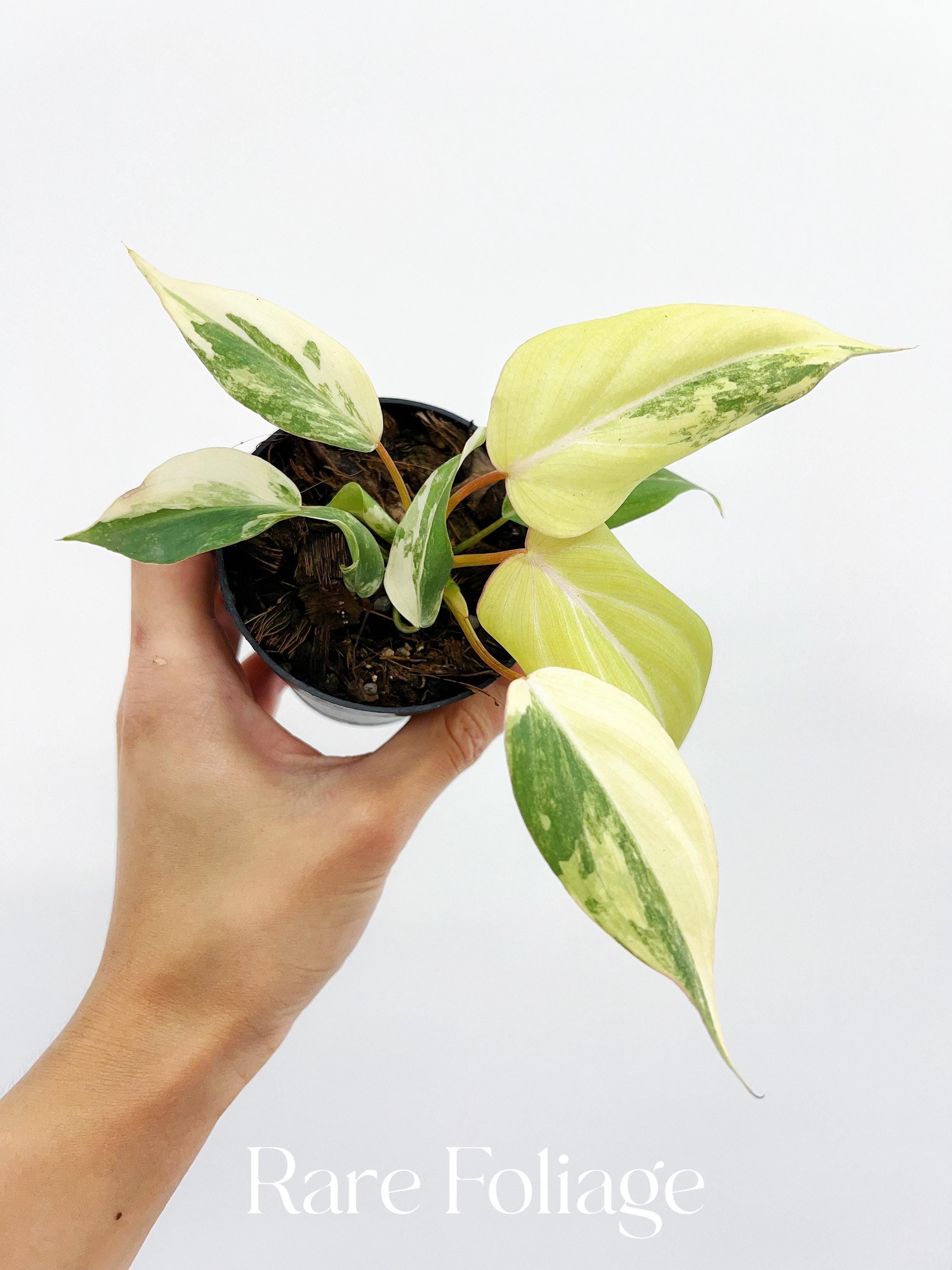 Ilsemanii Variegated - Etsy