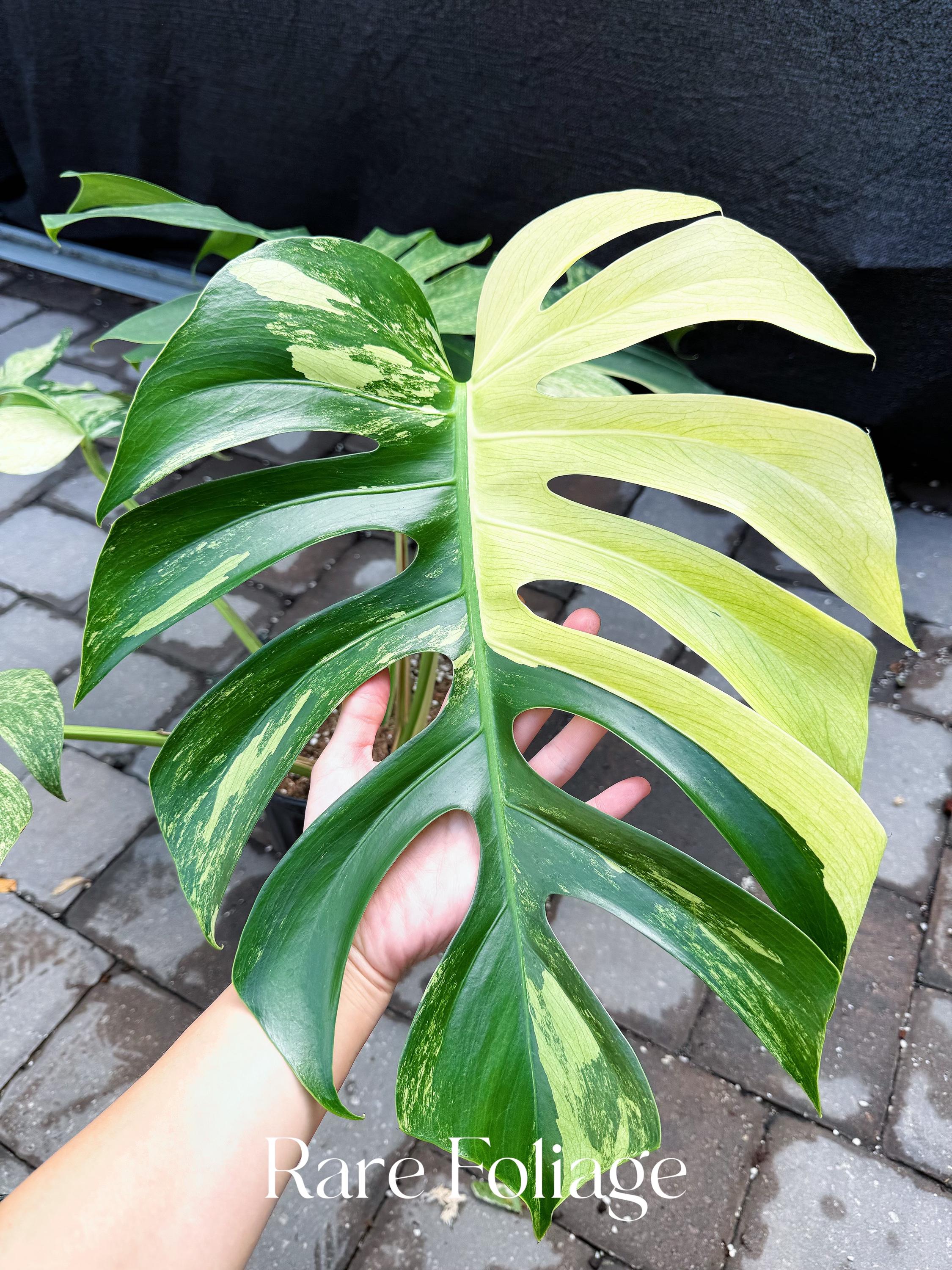 Rare Monstera Compacta - Etsy