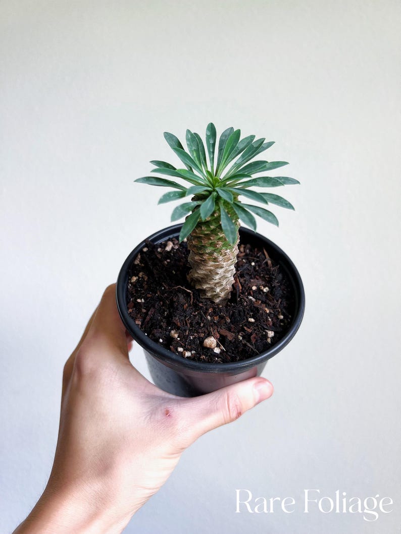 RareFoliagePlantCo Euphorbia Hypogaea - Thumbnail 4
