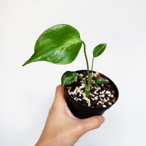 May include: A small variegated plant with green and white leaves potted in a black plastic container filled with soil and perlite. The plant features one large leaf and two smaller leaves with visible white variegation patterns on the foliage.