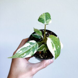 Philodendron Gloriosum Variegated 3" - US SELLER