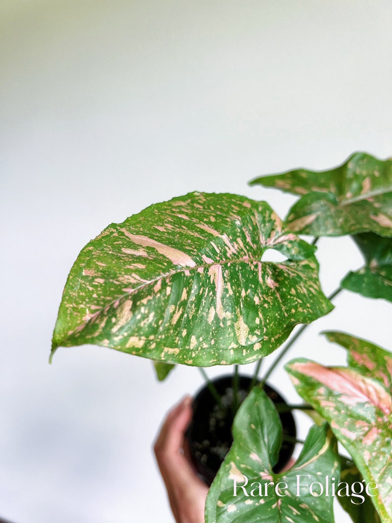 RareFoliagePlantCo Syngonium Allusion - Thumbnail 3