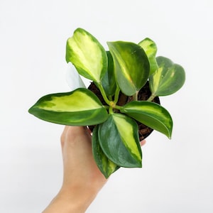 Hoya Pachyclada Inner Variegated 4” - US SELLER