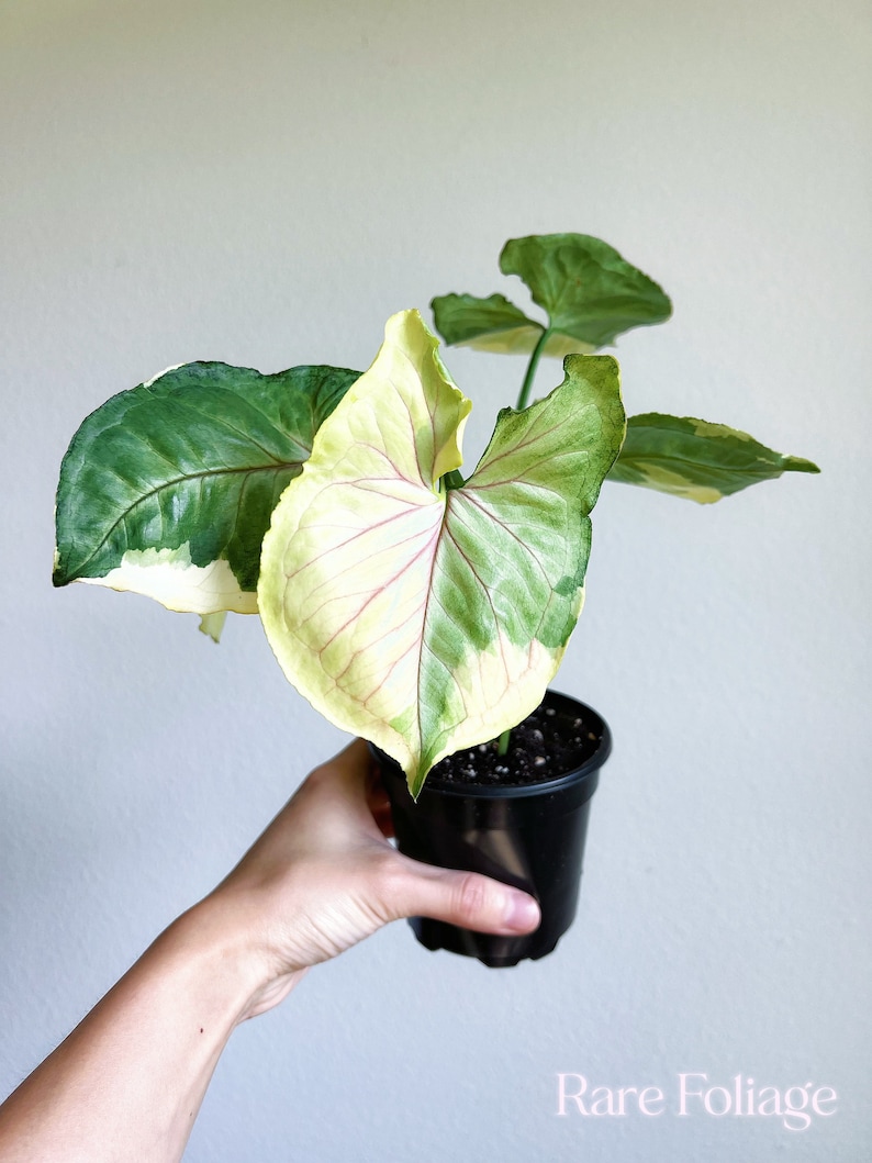 RareFoliagePlantCo Syngonium Orm Thong - Thumbnail 3