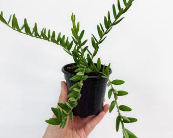 Hoya Engleriana 4” - US SELLER