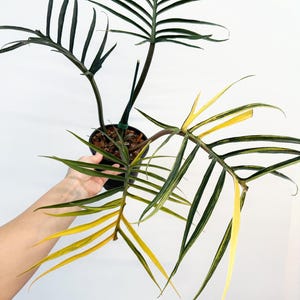 Philodendron Tortum Variegated 5” Exact Plant - US SELLER