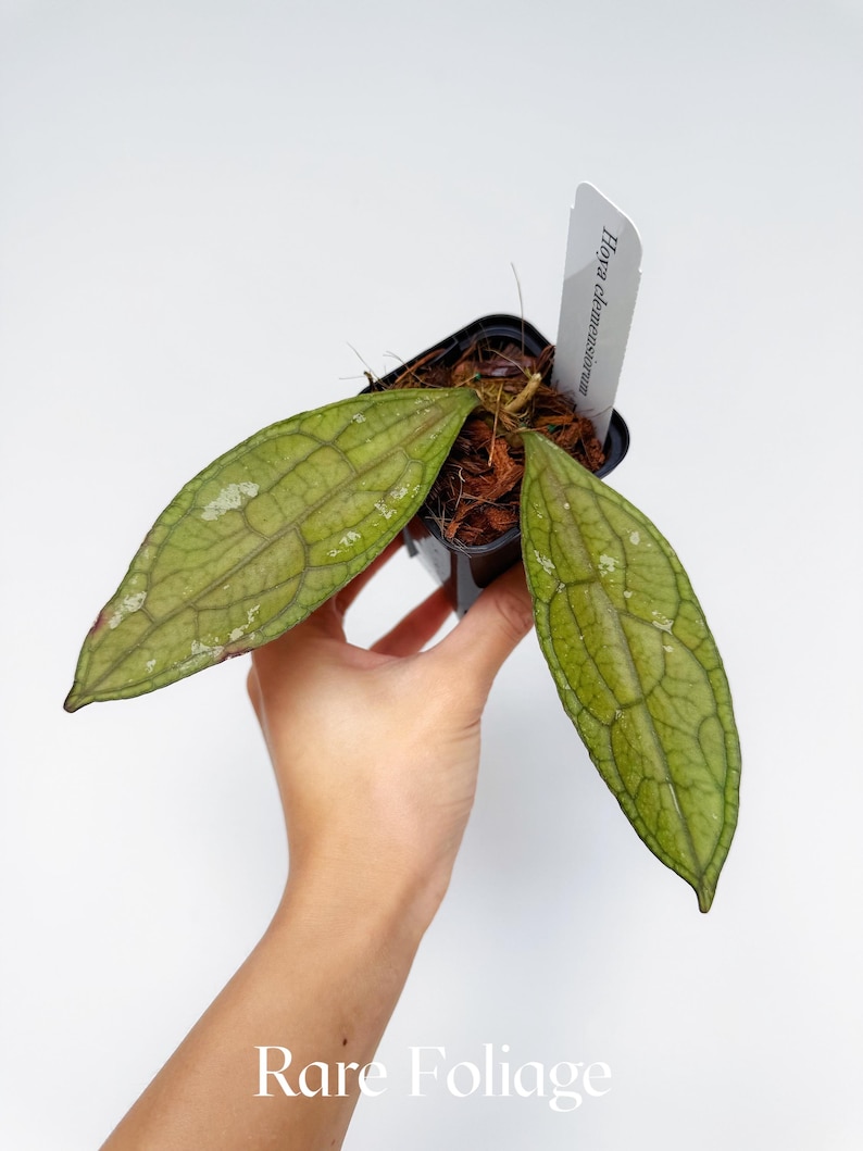 RareFoliagePlantCo Hoya Clemensiorum - Thumbnail 2