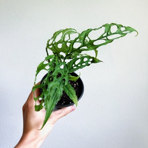 Monstera Obliqua Peru 4” - US SELLER