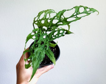 Monstera Obliqua Peru 4” - US SELLER