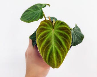 Philodendron Verrucosum 4&quot; - US SELLER