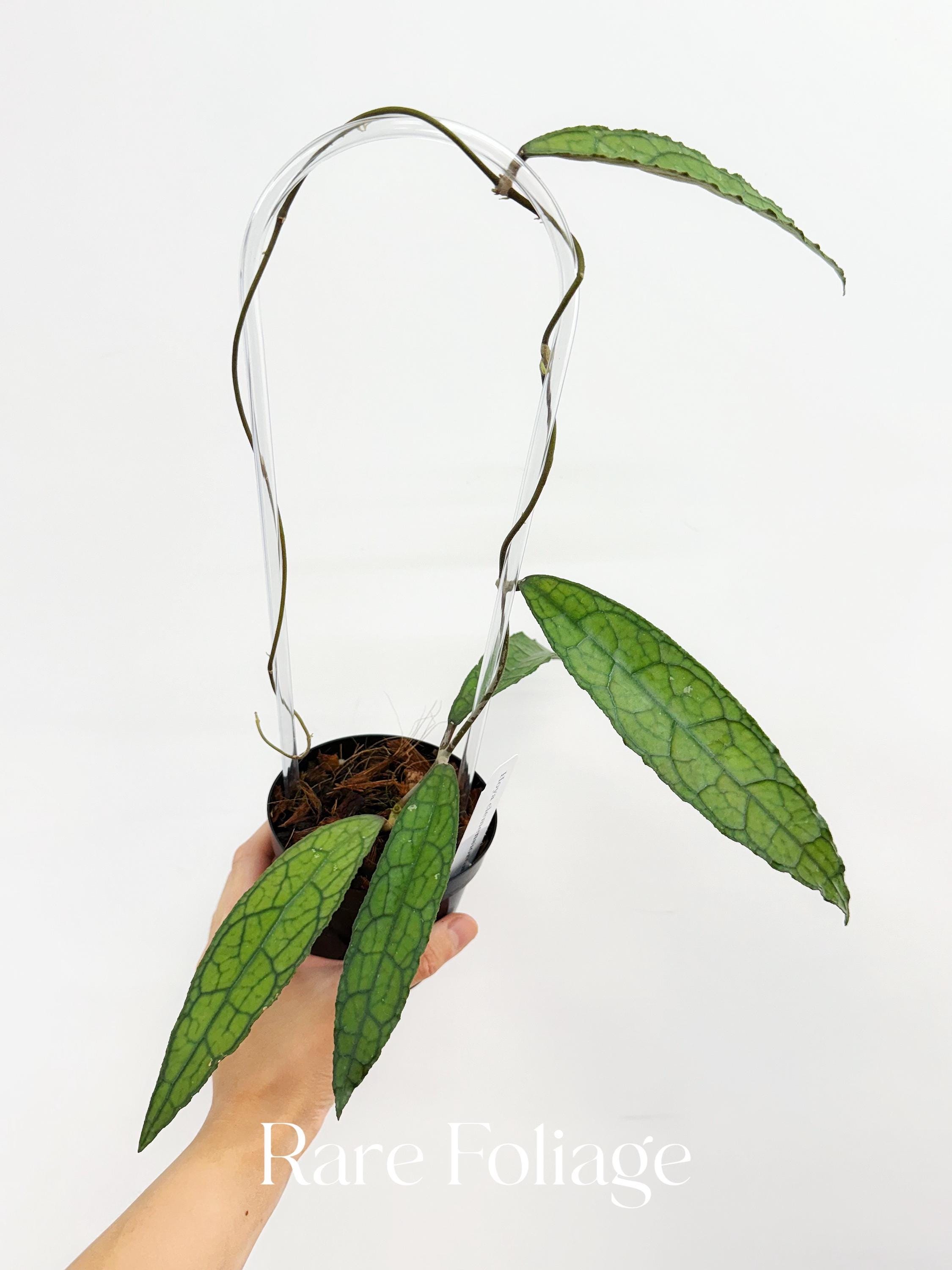 Hoya Clemensiorum 4” - US SELLER - Etsy