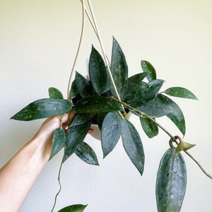 Hoya Latifolia Rangsan 6" Hanging Basket - US Seller