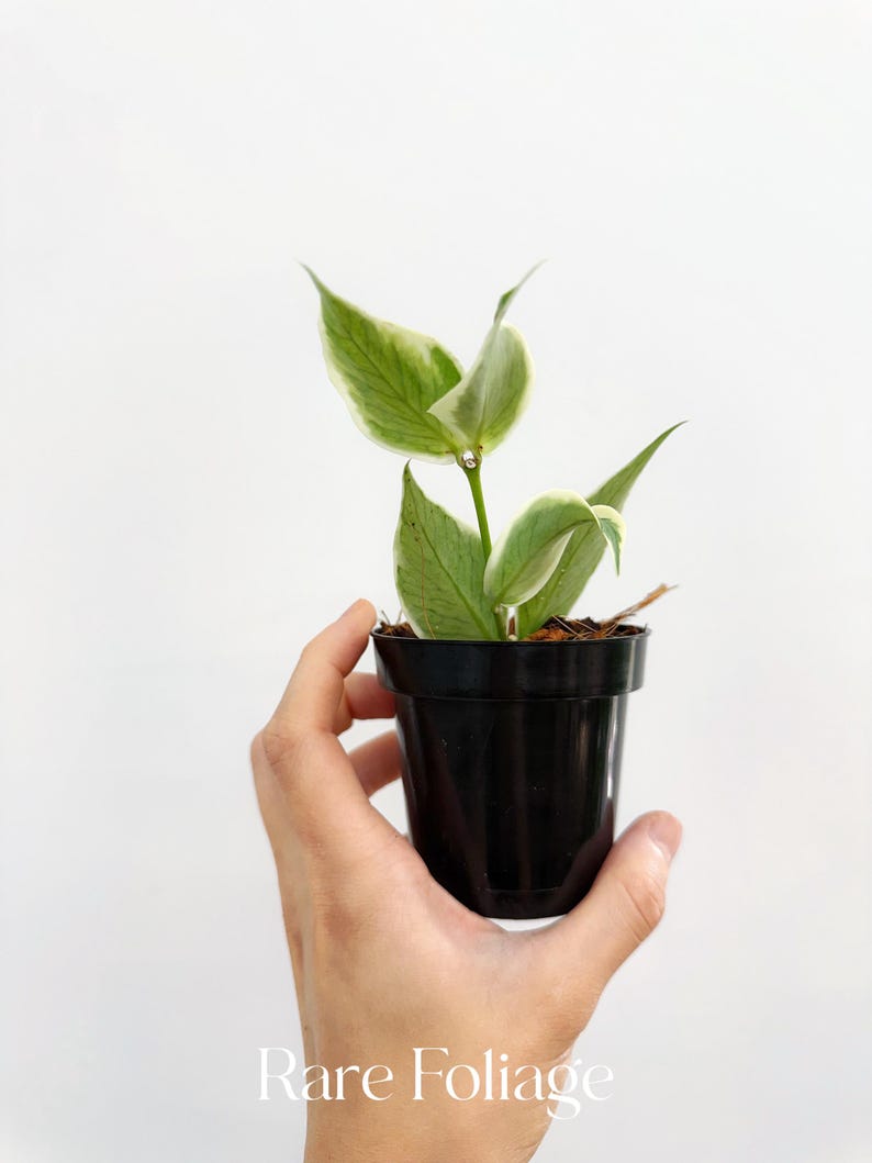 RareFoliagePlantCo Hoya Polyneura Albomarginata - Thumbnail 2