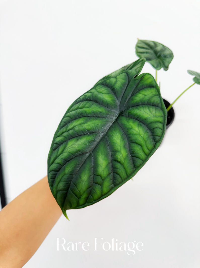 RareFoliagePlantCo Alocasia Dragon Scale - Thumbnail 3
