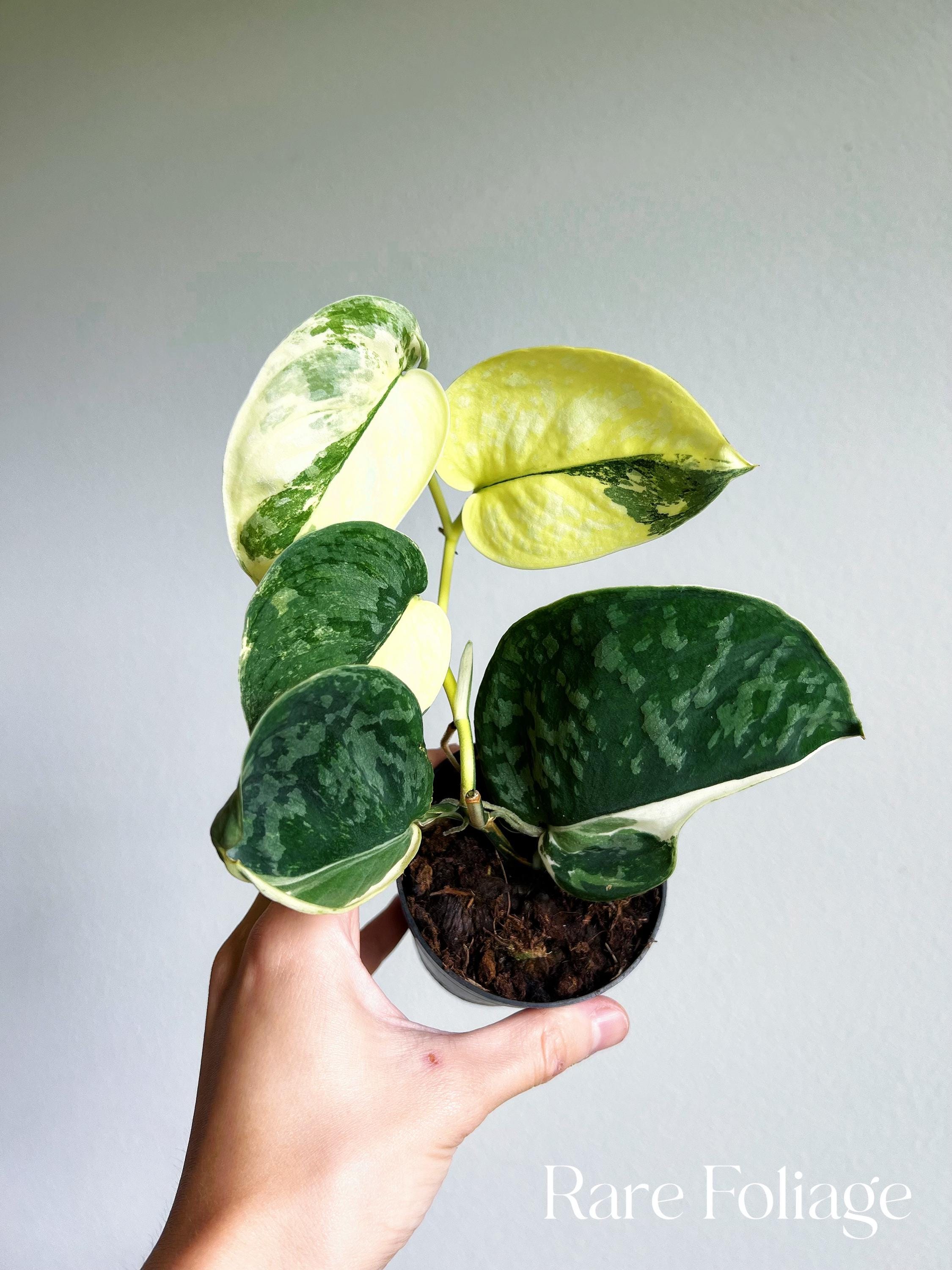 Scindapsus Pictus Exotica Variegated 3” Mother Plant Exact Scindapsus Pictus Exotica Variegated 3” Mother Plant Exact