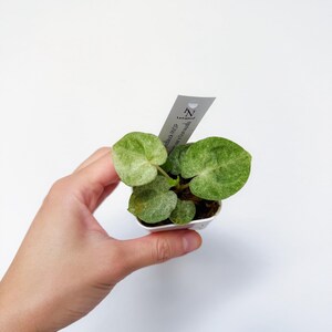 Pu&ograve; includere: Una piccola pianta in vaso con foglie verdi rotonde con variegatura verde chiaro. La pianta &egrave; tenuta in un piccolo vaso bianco. Un'etichetta con testo &egrave; attaccata alla pianta. Le parole "Rare Foliage" sono nella parte inferiore dell'immagine.