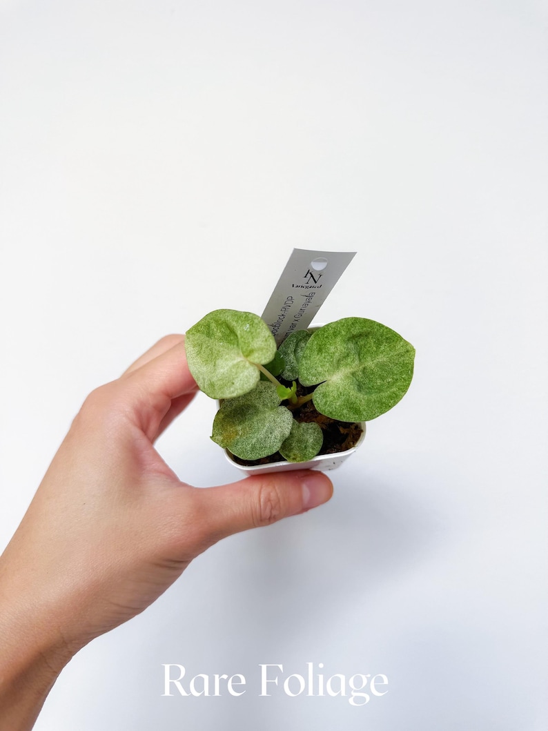 Pu&ograve; includere: Una piccola pianta in vaso con foglie verdi rotonde con variegatura verde chiaro. La pianta &egrave; tenuta in un piccolo vaso bianco. Un'etichetta con testo &egrave; attaccata alla pianta. Le parole "Rare Foliage" sono nella parte inferiore dell'immagine.